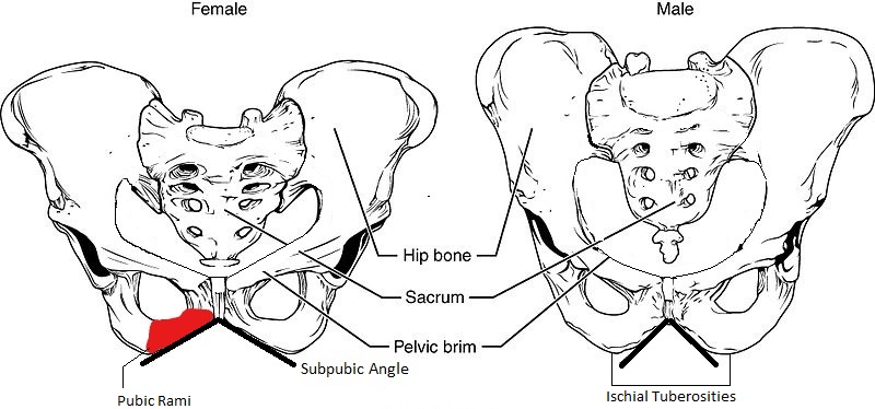 When it Comes to Tulips,&nbsp; It’s Not All Roses Part I:&nbsp; Women’s Saddle Pain